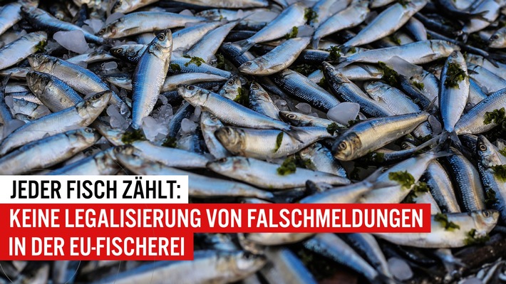 EJF und WWF zu EU-Fischerei: Entscheidende Verhandlungen drohen zu platzen / Bundesregierung kann ökologische Katastrophe verhindern