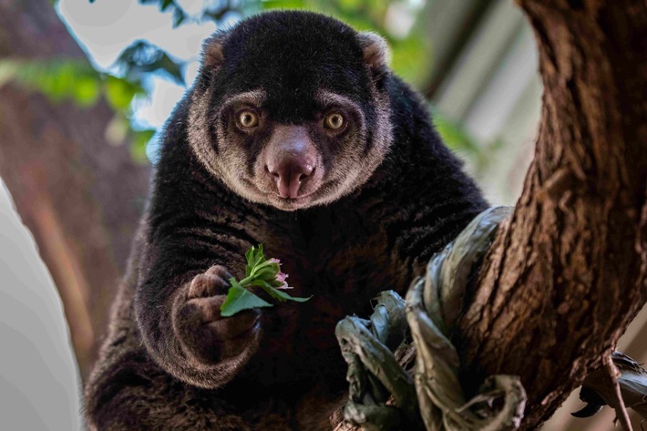 Zoos kämpfen gegen weltweites Artensterben / Verband der Zoologischen Gärten begrüßt IUCN-Positionspapier zur Bedeutung von Zoos für den Artenschutz